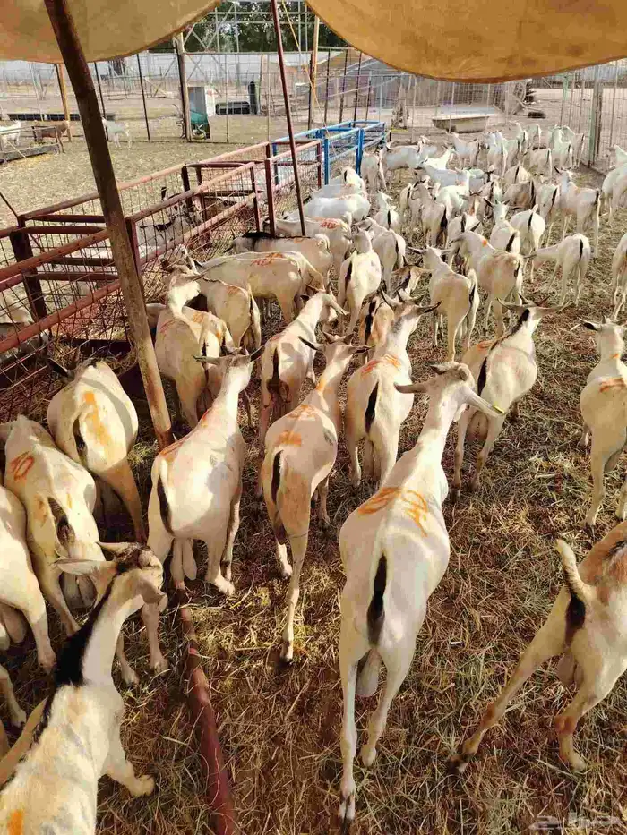 تيوس صوماليه لعاشقي الجدعان بأقل الاسعار 3
