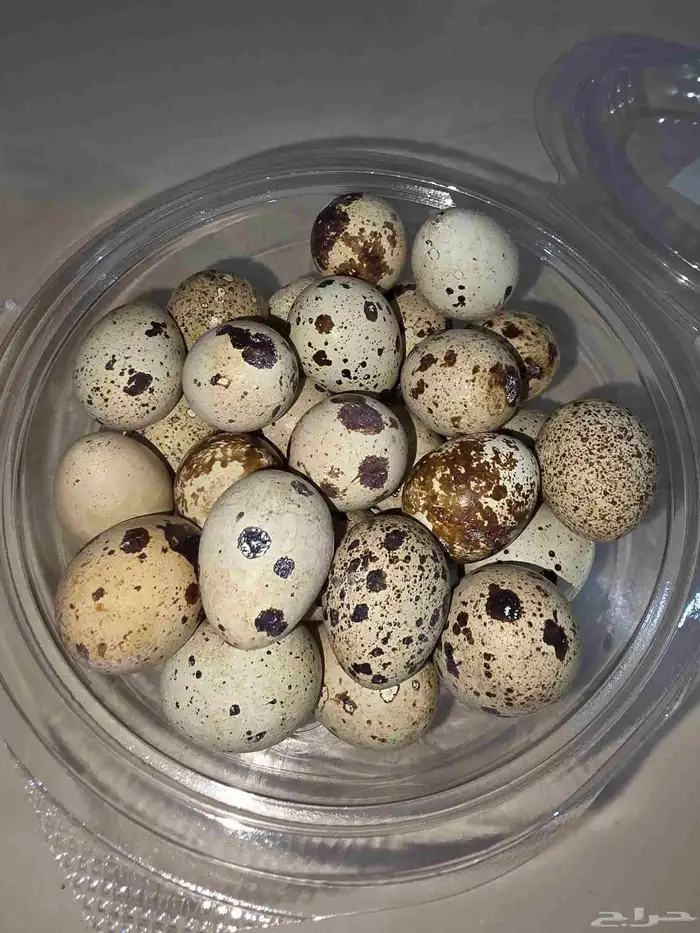 بيض سمان طازج 1