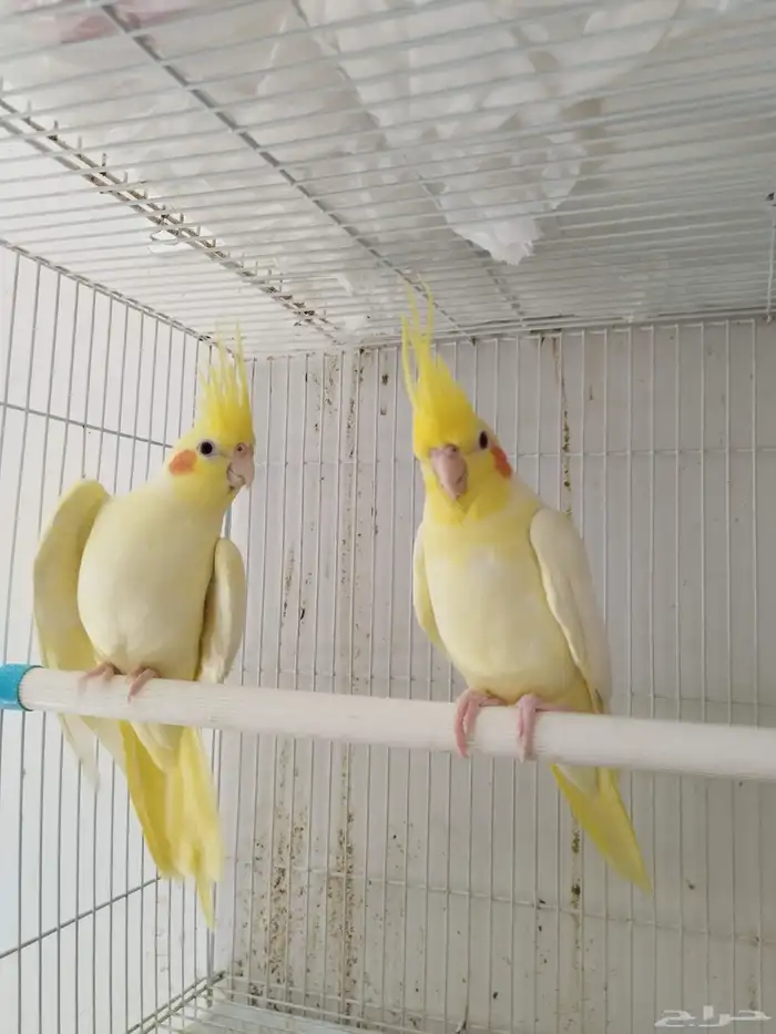 جوز كروان. لاتينو منتج 5