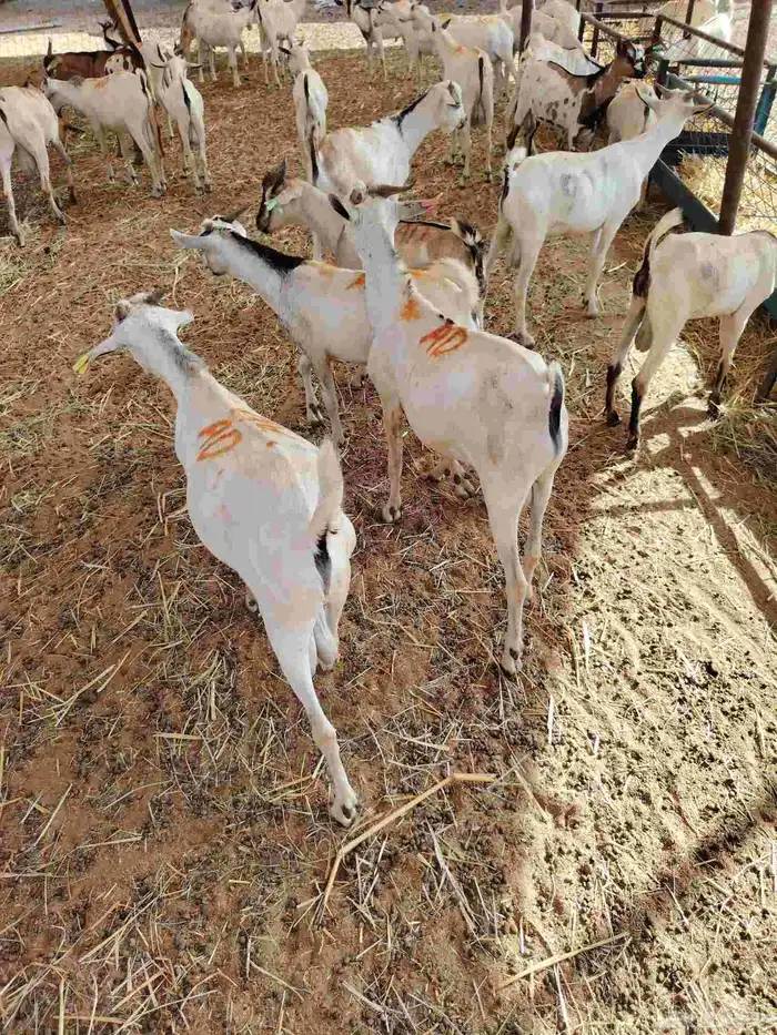 تيوس صومالية جذعان في جدة 3