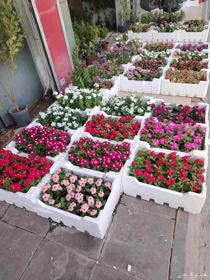 مشتل زرع وتيل طبيعي 6