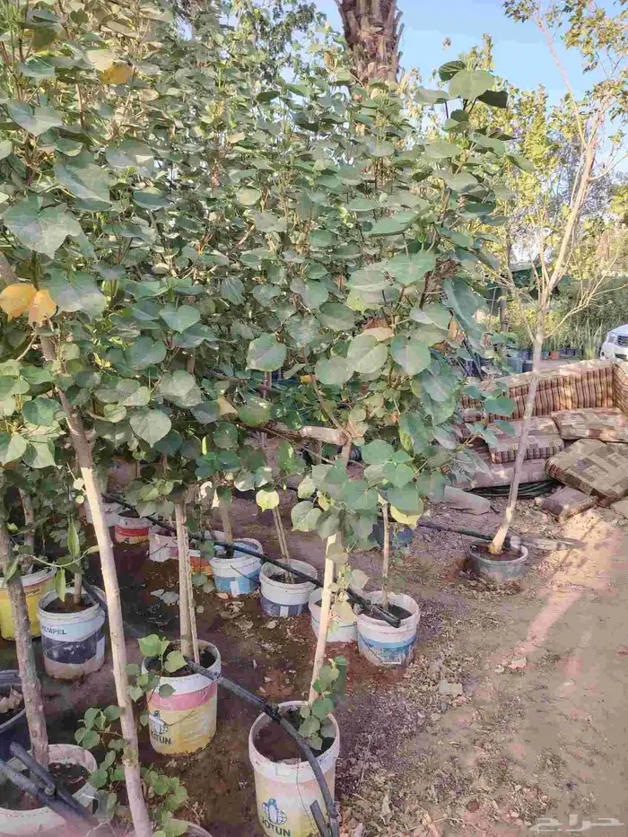 مشتل زرع وتيل طبيعي 5