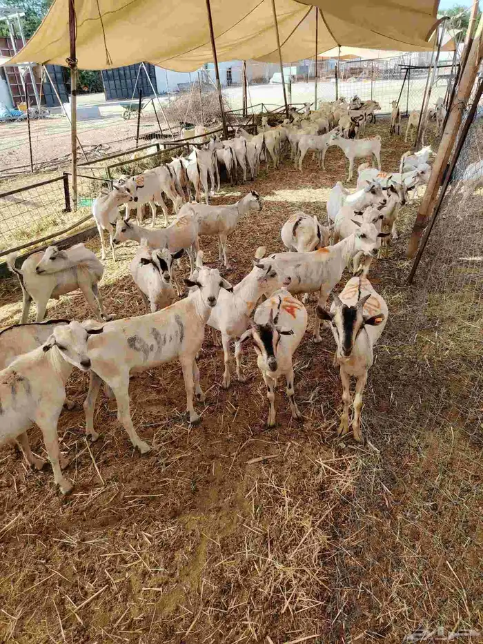 تيوس صومالية جذعان في جدة 2