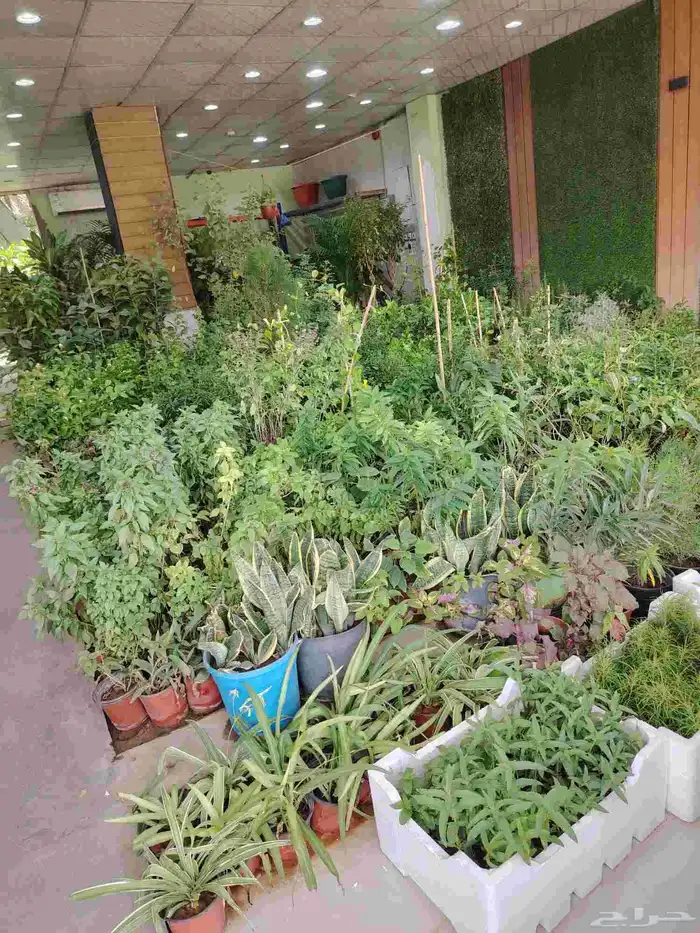 مشتل زرع وتيل طبيعي 7