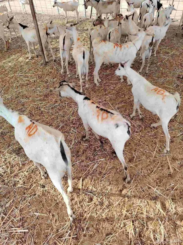 تيوس صوماليه لعاشقي الجدعان بأقل الاسعار 0