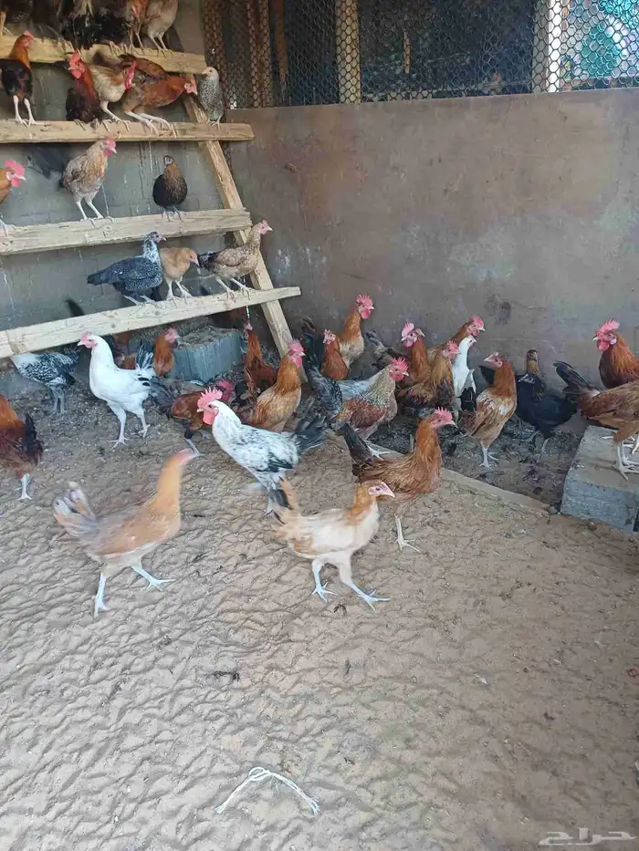 دجاج للبيع 1