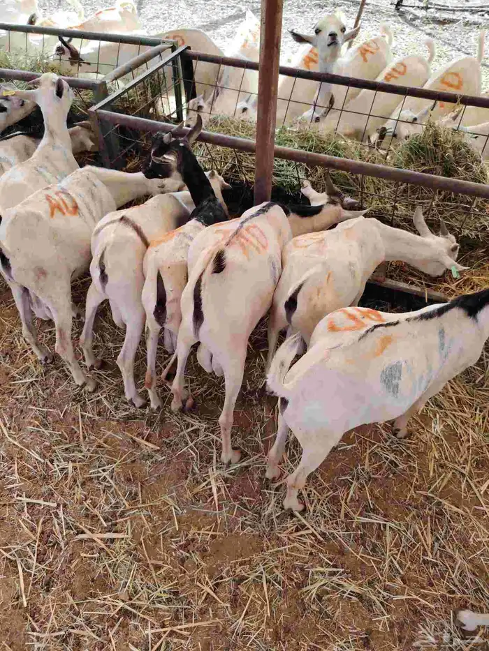 تيوس صومالية جذعان في جدة 0