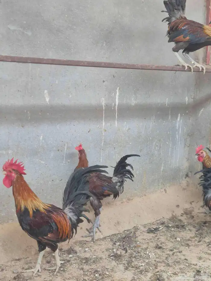 ديك عربي فرري وشووكي ترررثة انتاج دم صافي 1