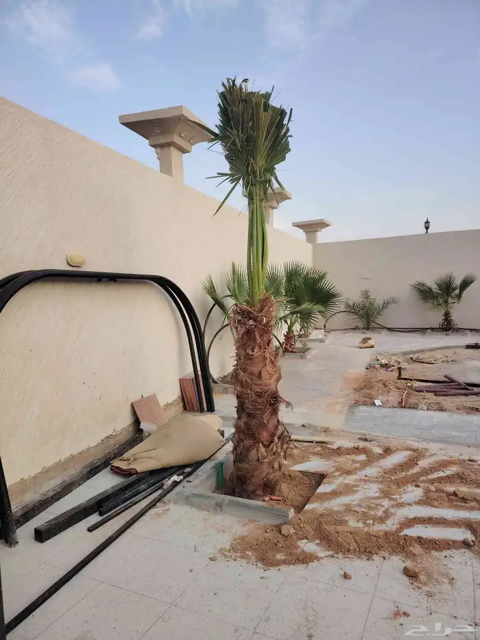 النخيل للبيع 3