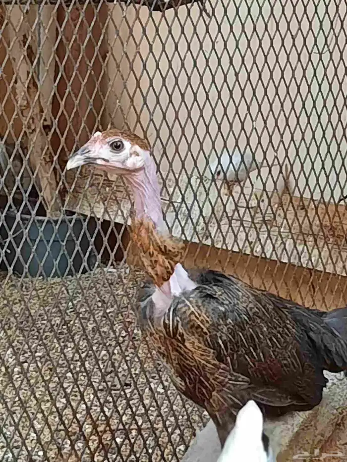 دجاج فيتنامي 3