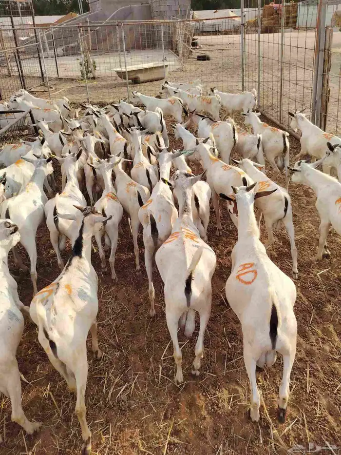تيوس صوماليه لعاشقي الجدعان بأقل الاسعار 2