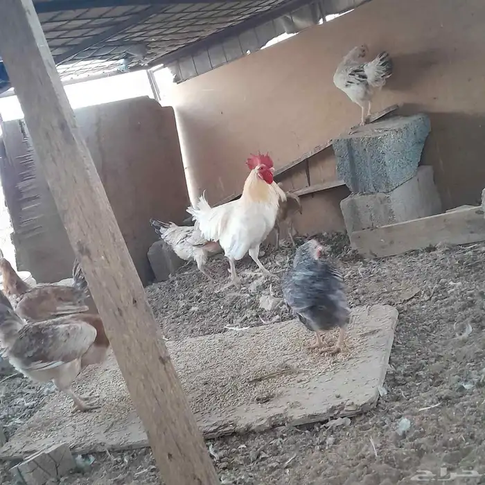 دجاج للبيع 1