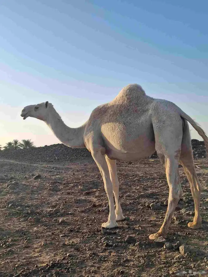 بكره بكر لقحه عليانيه منتج 0