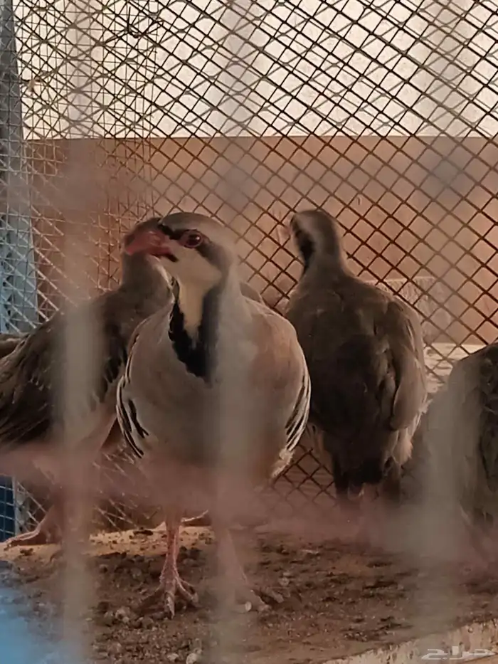 شنير سوري 2