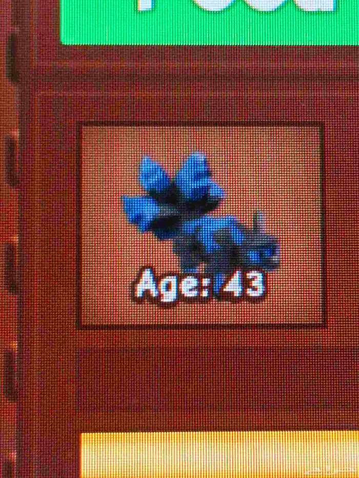 حيوكتسيني سعره300 سعر مومه 200 سعرنحل ورديه 150 سعرطفطع100 10