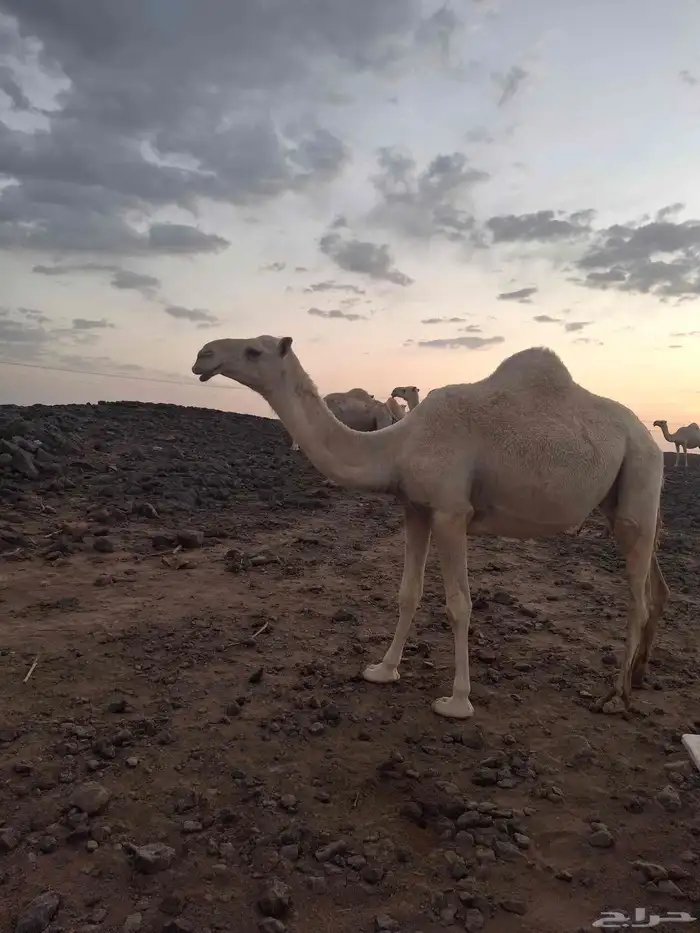 بكره بكر لقحه عليانيه منتج 2
