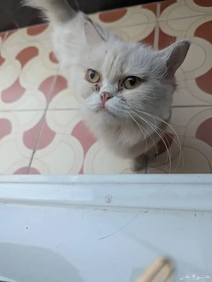 قطة ضائعة 1