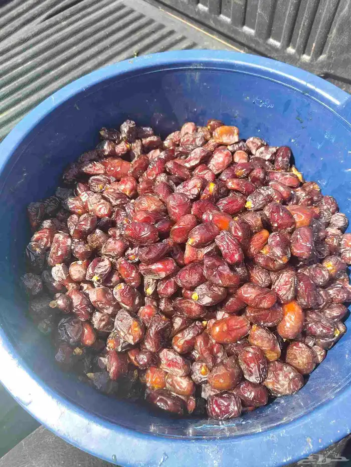 حلوه ممتازه ومليانه 1
