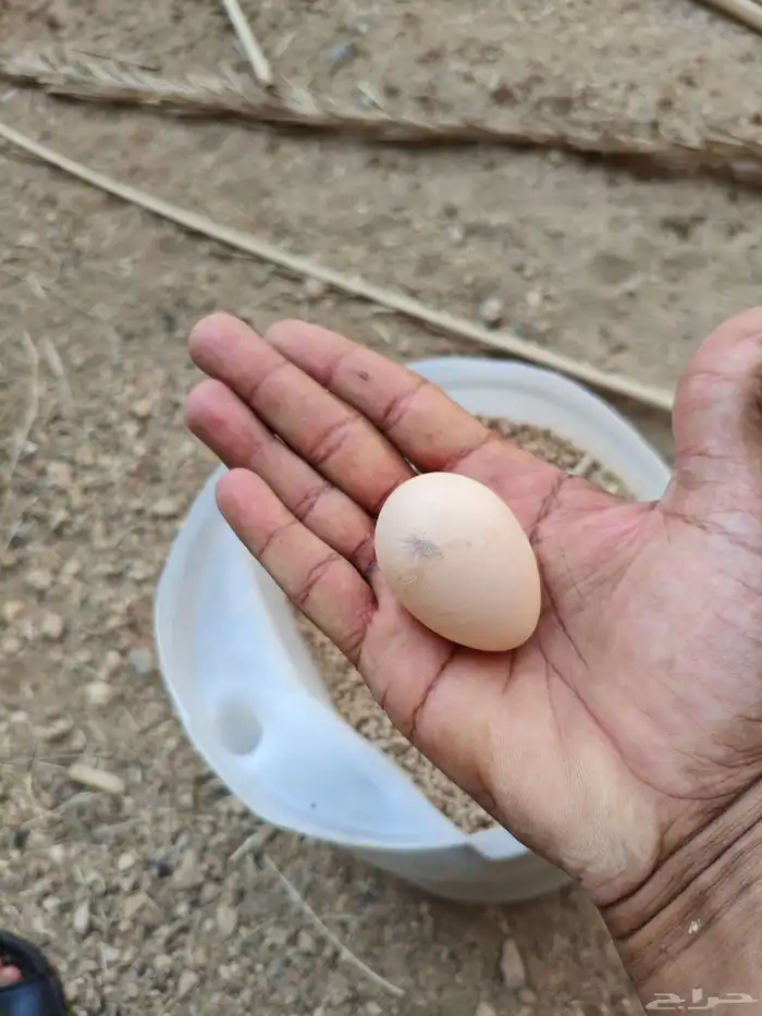 دجاج انوع تركي 5