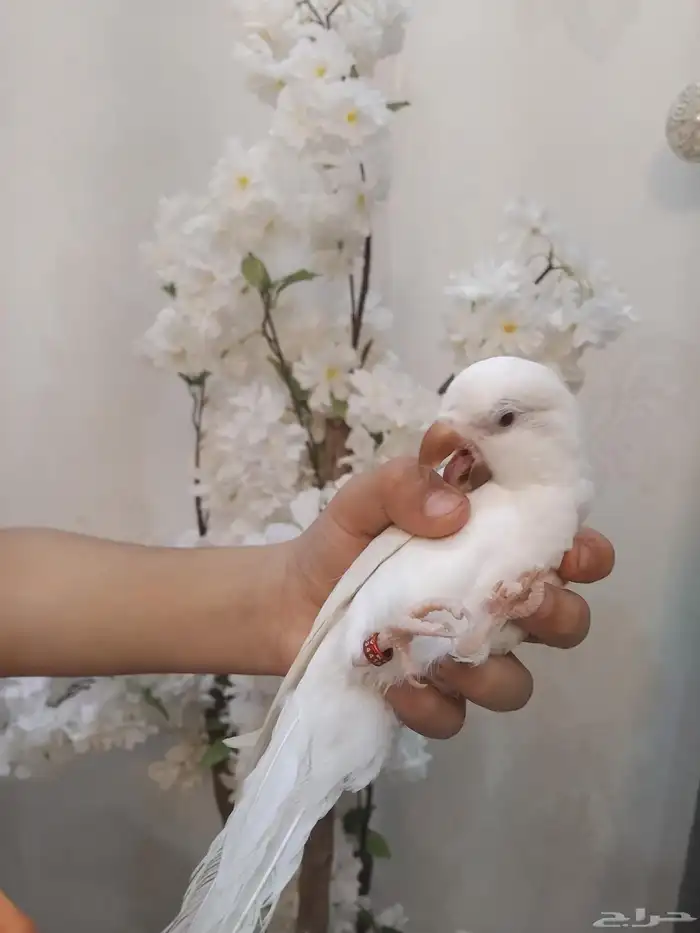 كويكر البينو عيون حمراء اليف (تم البيع) 1