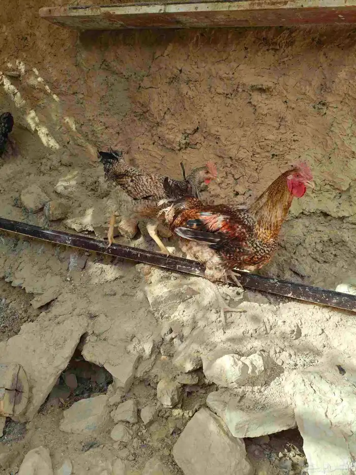 دجاج انوع تركي 1