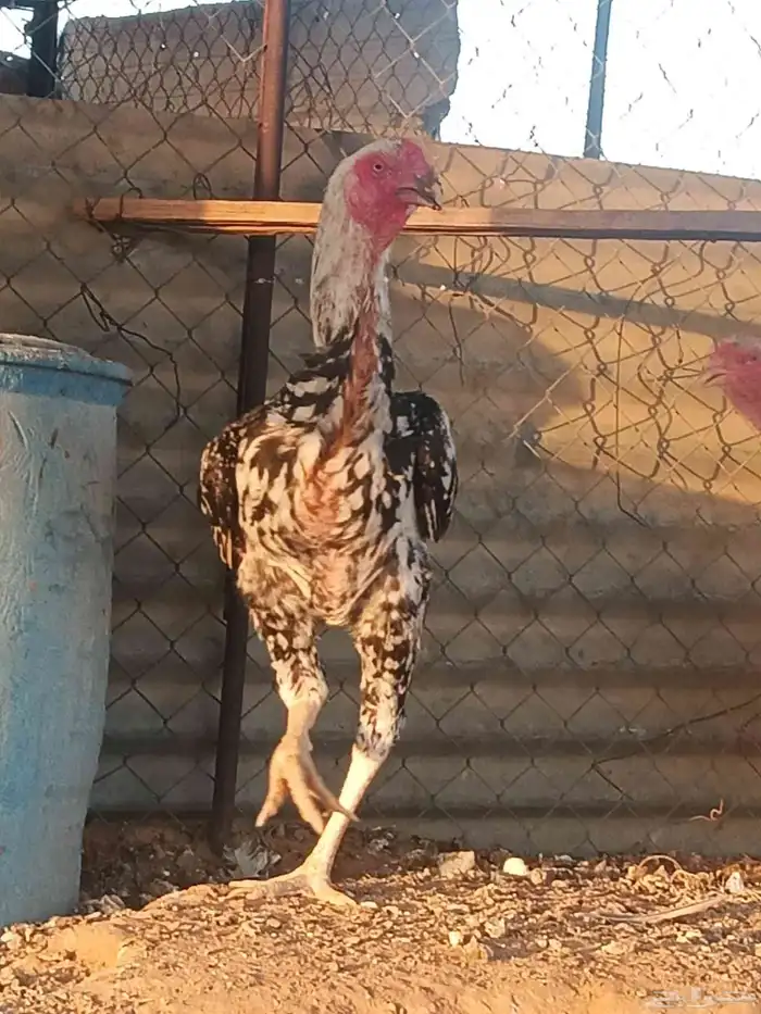 ديك ودجاجه فارسي 2