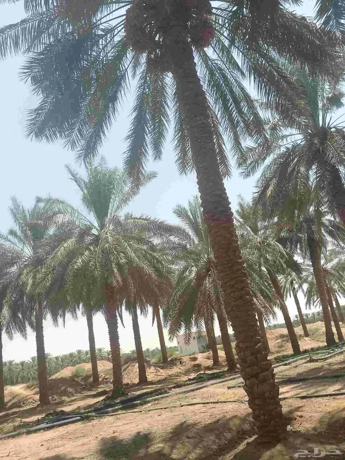 يوجد لدينا عمال نخل صرام قص تعبئه كرتون من لديه عمل يتواصل ب 1