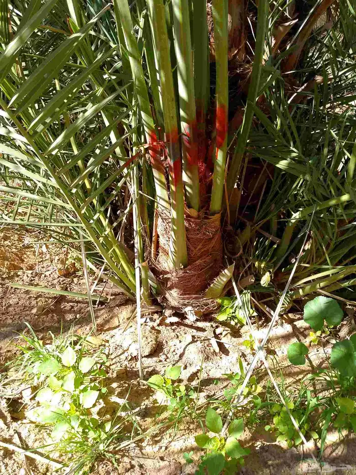 يوجد نخيل البيع اسعرطيب نخل علااشراط 4