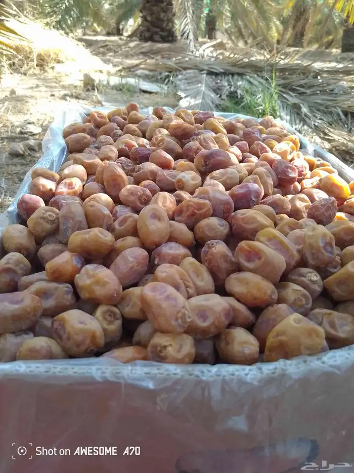 تمر اخلص درجه ولا القرنه ساجر 4
