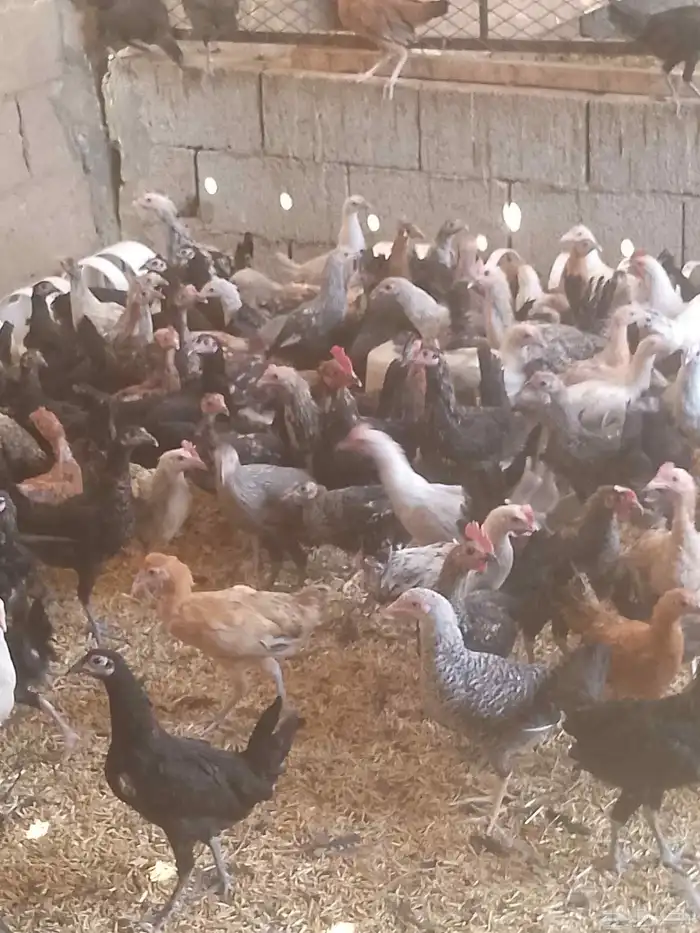 الجديد وصل دجاج بلدى والمنيوم وفيومي أعمارهم بين 5شهور ونص 3