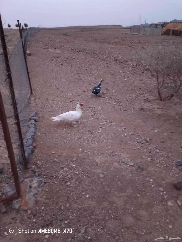 بط اللبيع 3