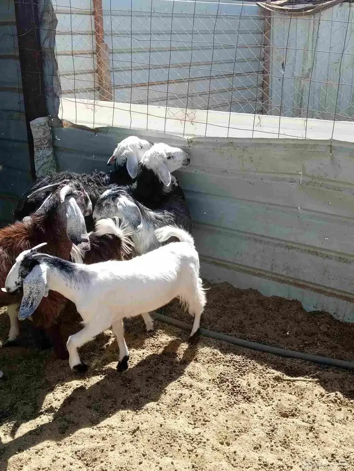 تيوس وجفار وخروف ورخل نجد 2