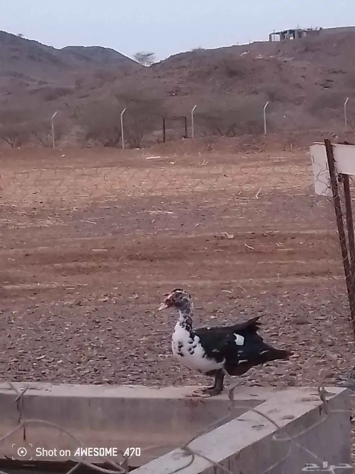 بط اللبيع 0
