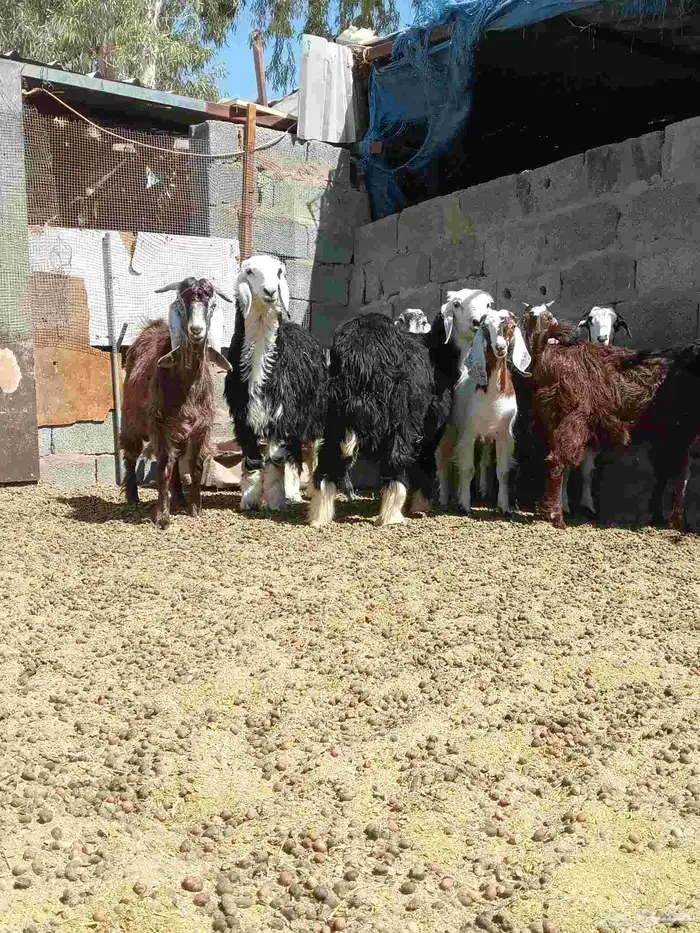 تيوس وجفار وخروف ورخل نجد 8
