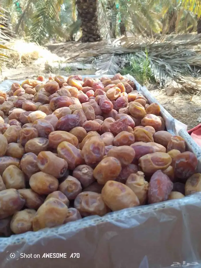 تمر اخلص درجه ولا القرنه ساجر 3