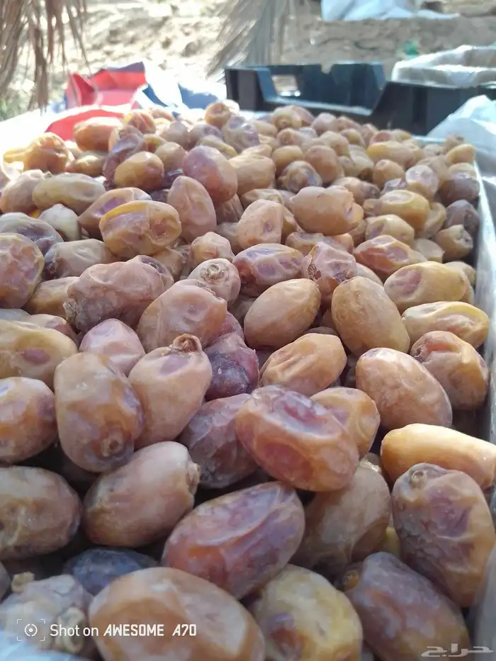 تمر اخلص درجه ولا القرنه ساجر 1