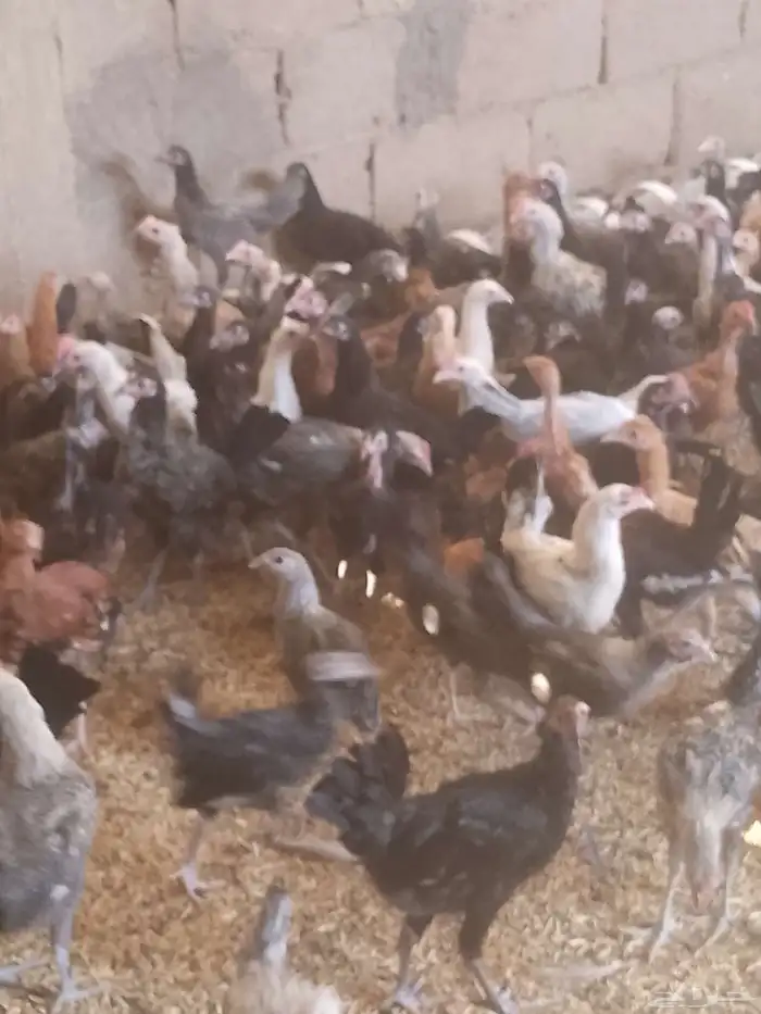 الجديد وصل دجاج بلدى والمنيوم وفيومي أعمارهم بين 5شهور ونص 0