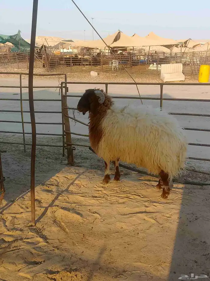 تم البيع 0