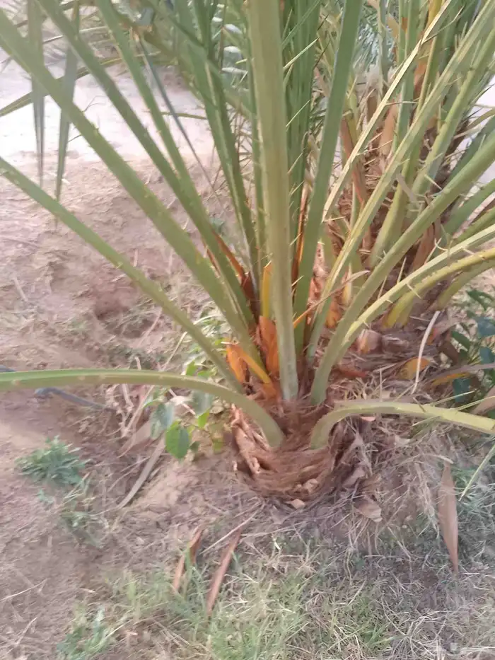 نخيل 3
