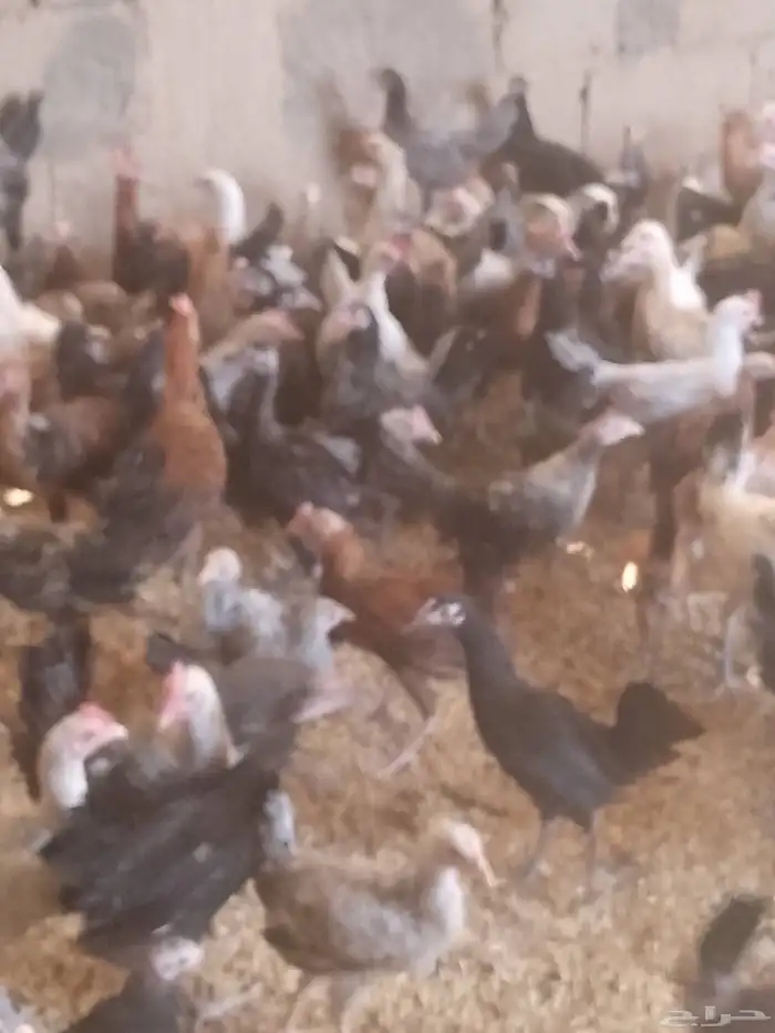 الجديد وصل دجاج بلدى والمنيوم وفيومي أعمارهم بين 5شهور ونص 1