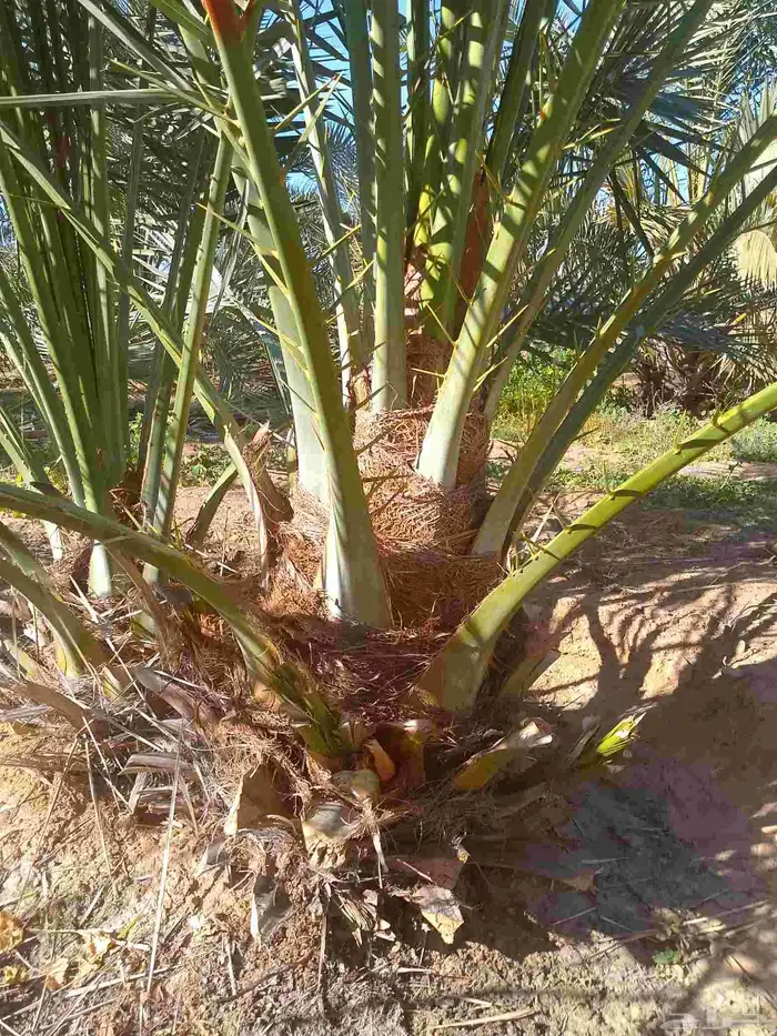 يوجد نخيل البيع اسعرطيب نخل علااشراط 3