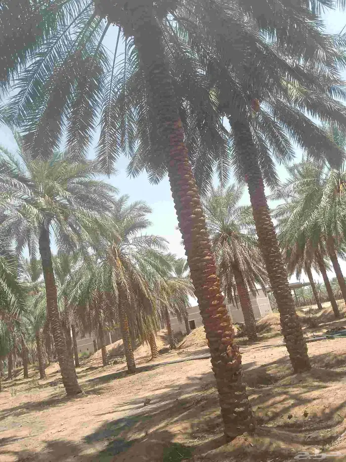 يوجد لدينا عمال نخل صرام قص تعبئه كرتون من لديه عمل يتواصل ب 0