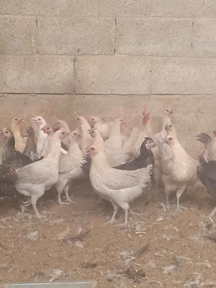 دجاج فيومي المنيوم ودجاج بلدي بياض العمر 9شهور 3