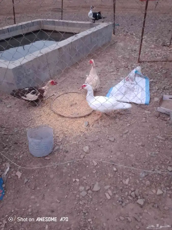 بط اللبيع 1