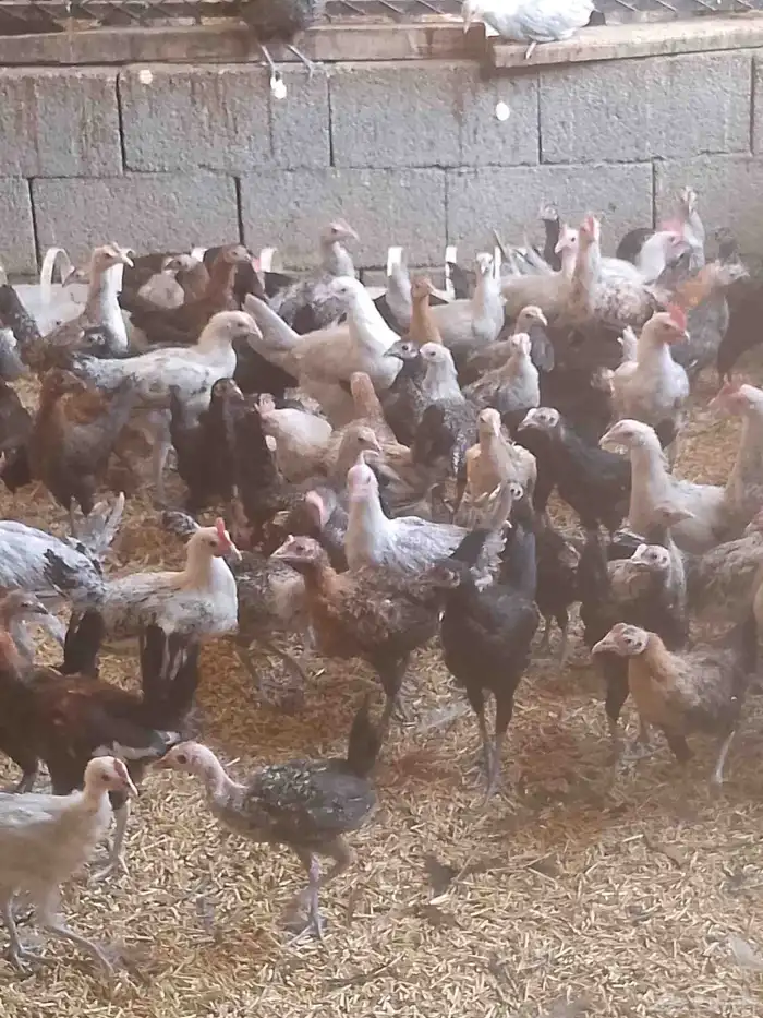 الجديد وصل دجاج بلدى والمنيوم وفيومي أعمارهم بين 5شهور ونص 2