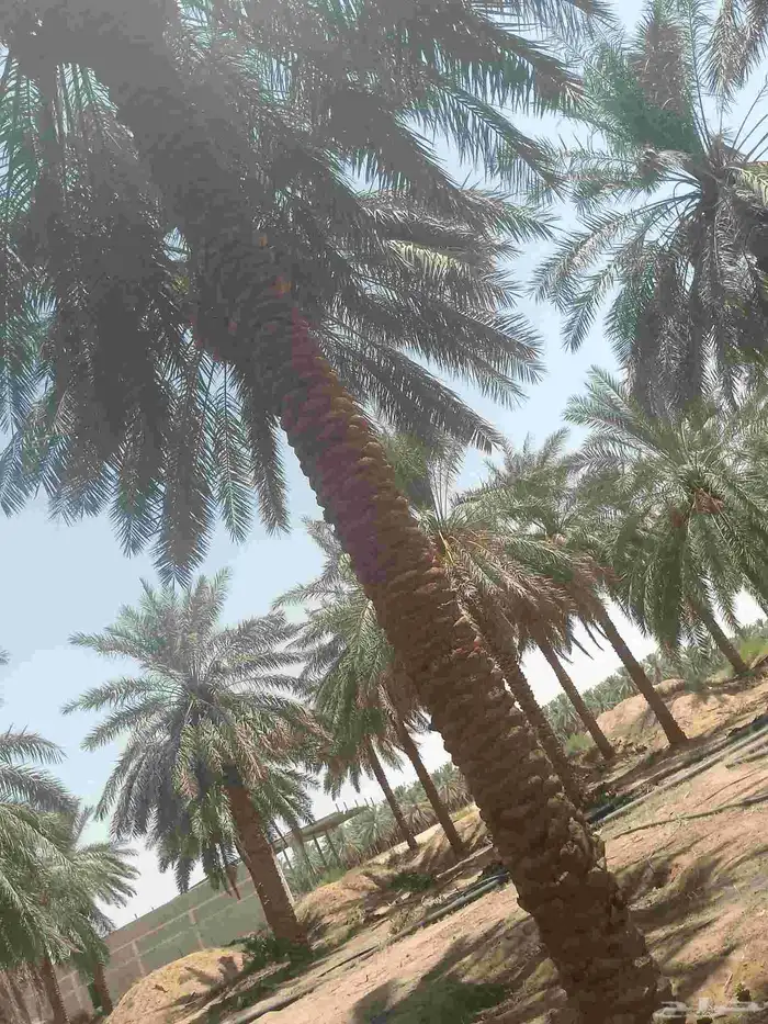 يوجد لدينا عمال نخل صرام قص تعبئه كرتون من لديه عمل يتواصل ب 2