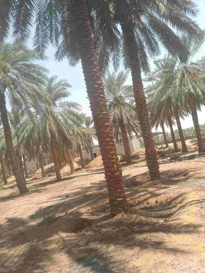 يوجد لدينا عمال نخل صرام قص تعبئه كرتون من لديه عمل يتواصل ب 3