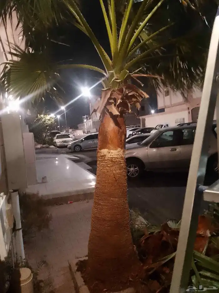 تكريب الواشنطونيا والنخيل وتنسيق الحدائق وقطع اشجار 1