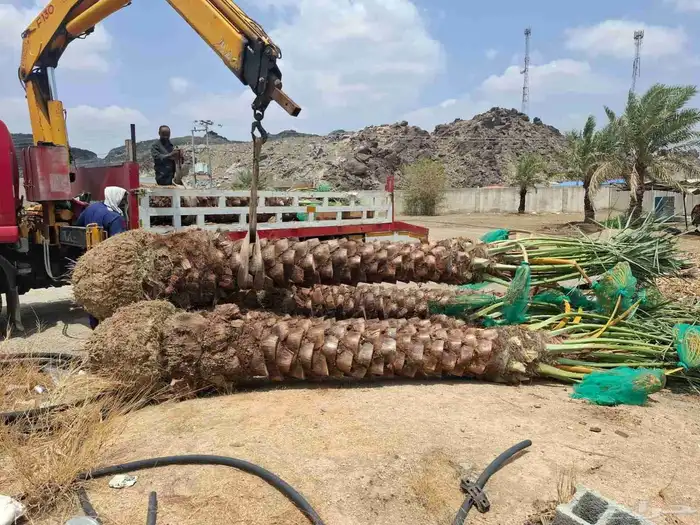 السلام عليكم ورحمه الله وبركاته يوجد لدينا جميع انواع النخيل 6