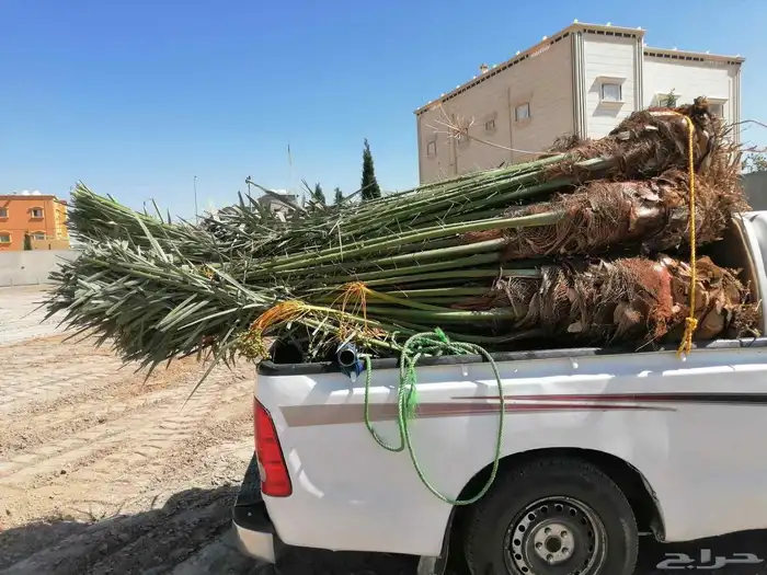 نخل للبيع مثمرة بأسعار مناسبة 1